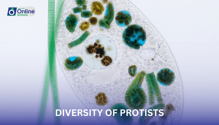 Lesson 01: Diversity of Protists